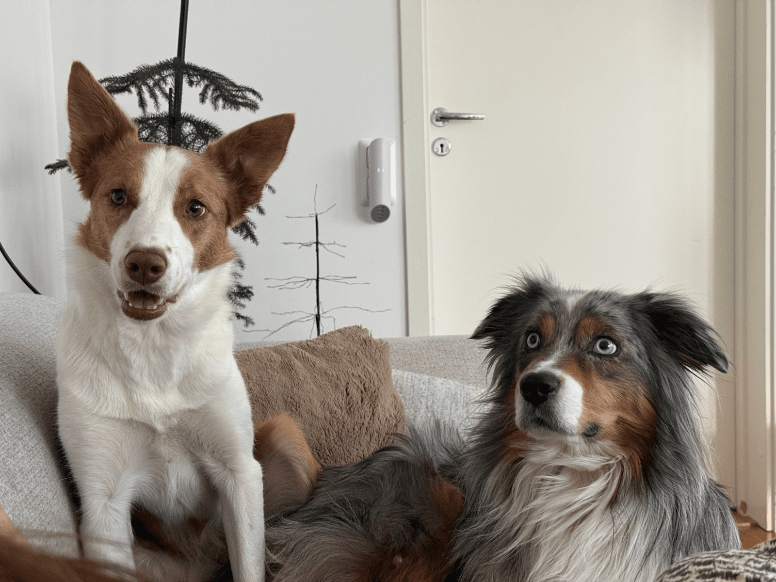 Tonic and Ember at home in Solna